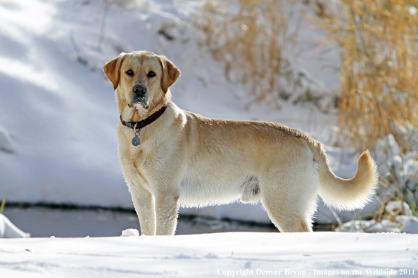 Yellow Labrador Retriever in snow. 