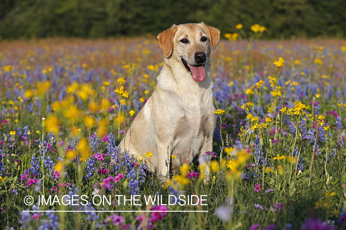 Yellow labrador retriever in field of wildflowers.