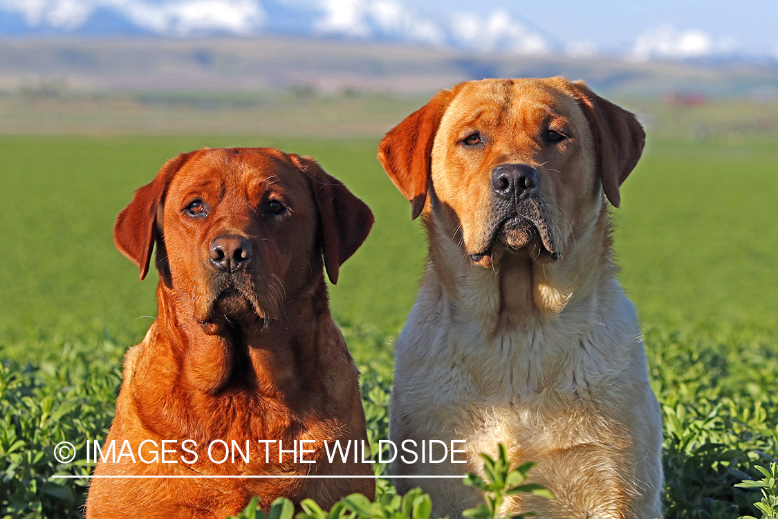 Yellow labs(fox color) in field.