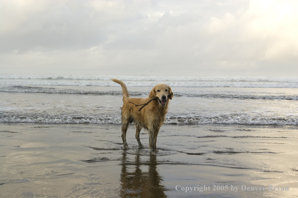 Golden Retriever on ocean beach.