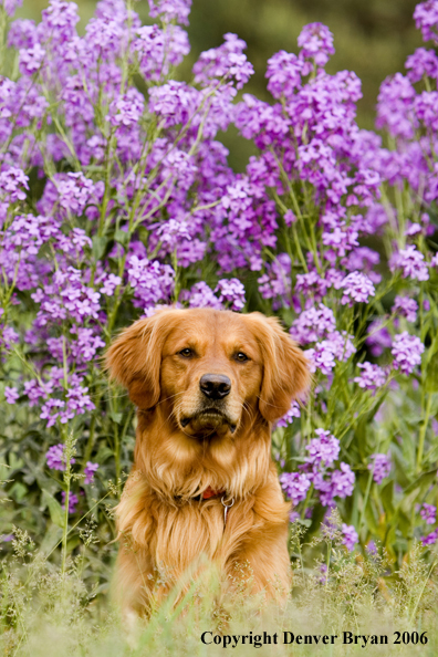 Golden Retriever with flowers.
