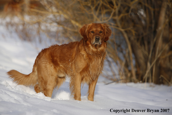 Golden Retriever in the snow.