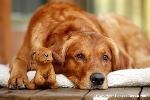 Golden Retriever on porch with toy