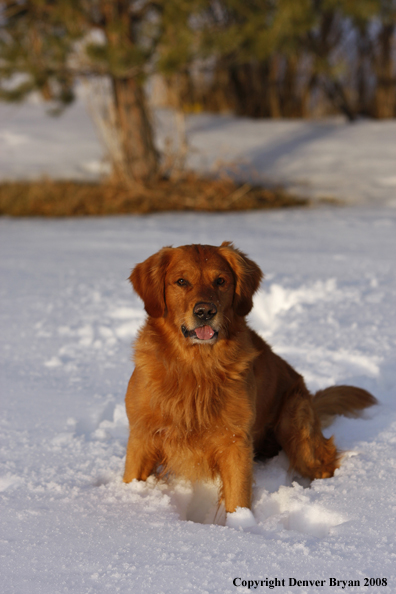 Golden Retriever in the winter