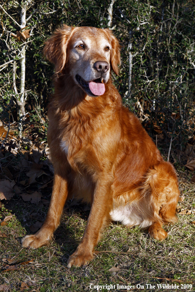 Golden Retriever