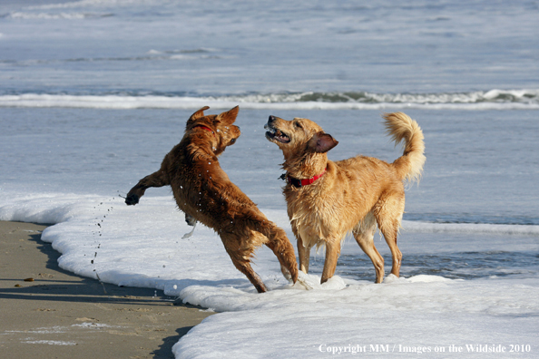 Golden Retrievers playing on beach