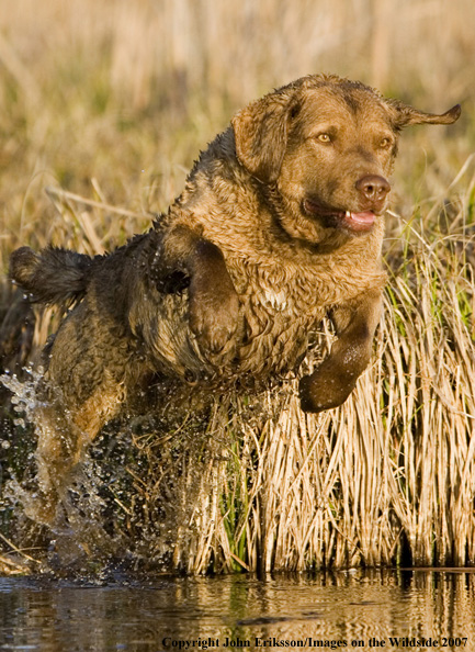 Chesapeake Bay Retriever