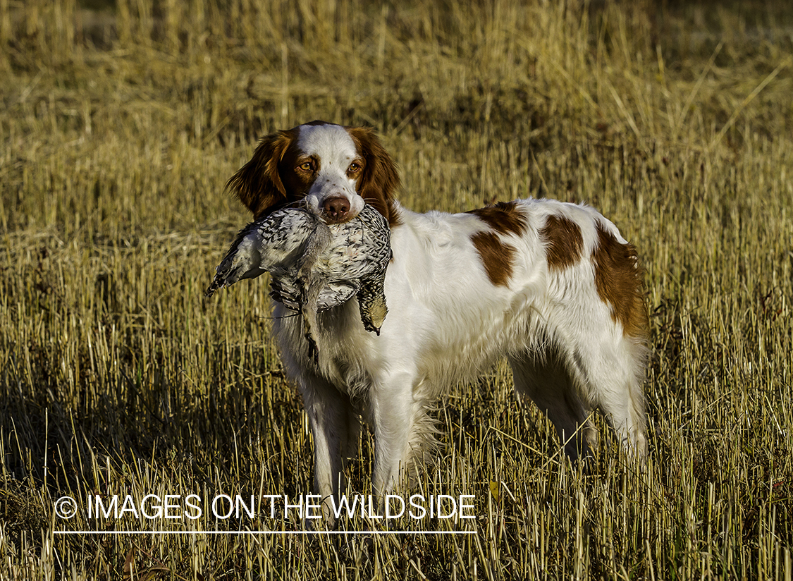 Brittany Spaniel in field with downed grouse.