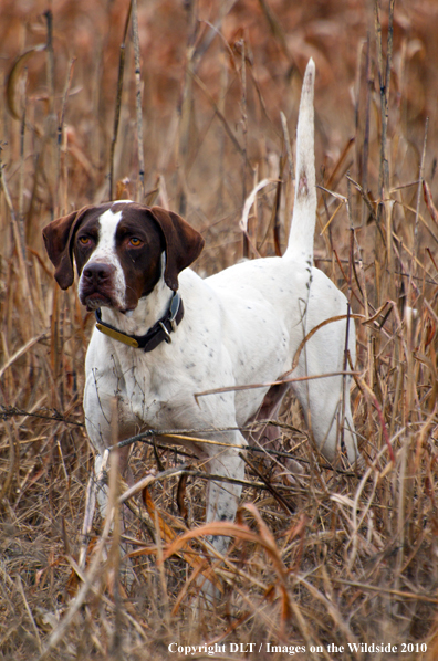 English Pointer in field