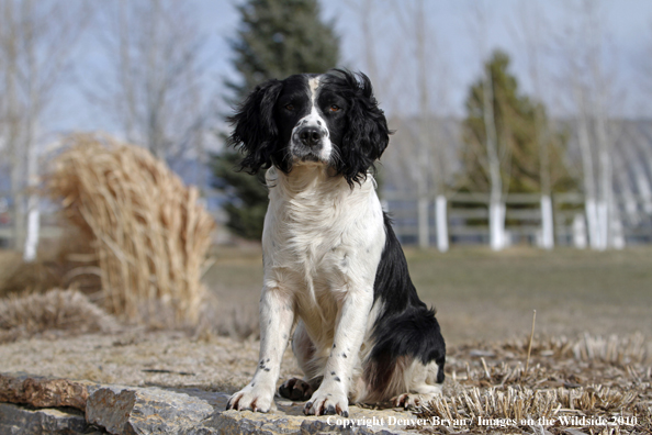 Springer Spaniel.