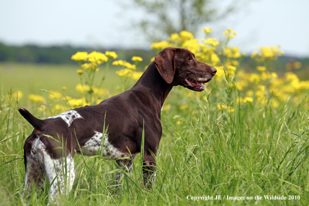 German Shorthair Pointer