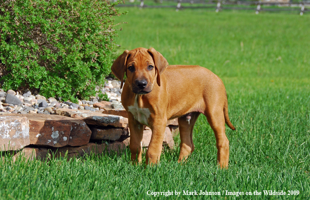 Rhodesian Ridgeback puppy in yard.