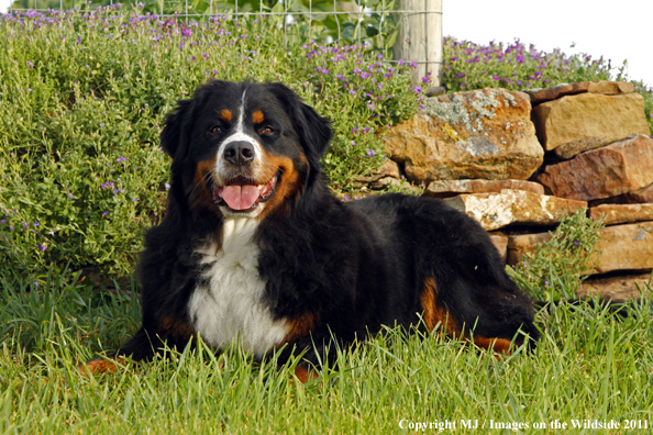 Bernese Mountain Dog. 