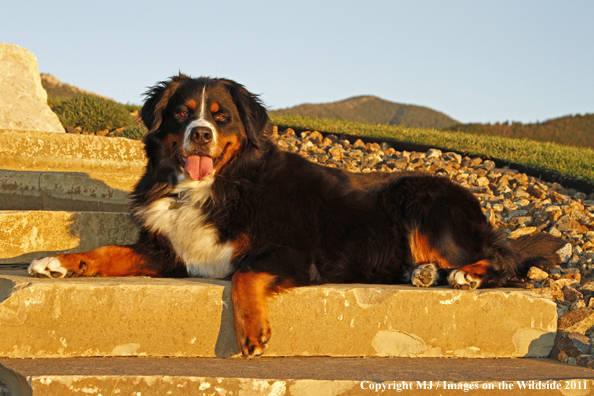 Bernese Mountain Dog.