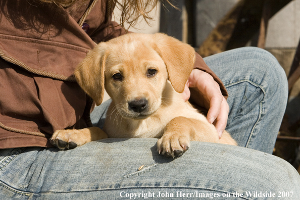 Yellow Labrador Retriever puppy.