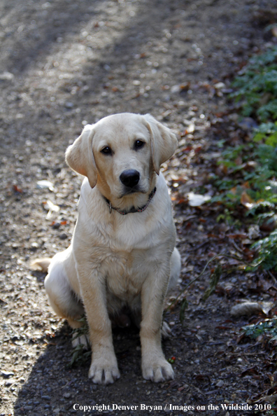 Yellow Labrador Retriever Puppy