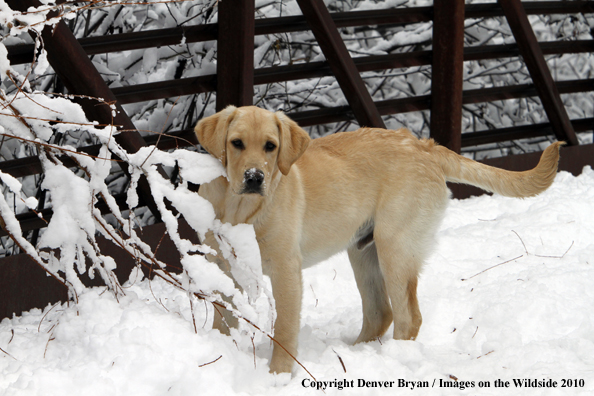 Yellow Labrador Retriever Puppy in the snow