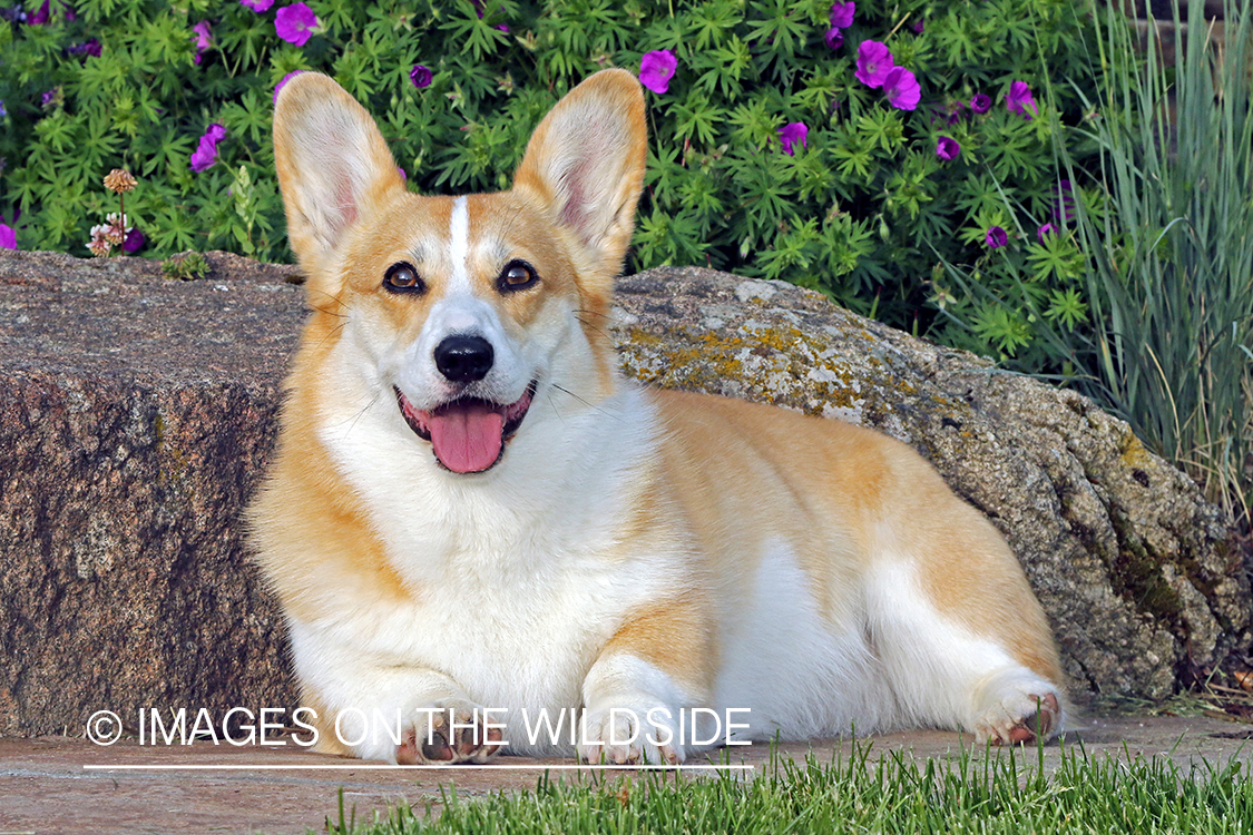 Welsh Corgi infront of flower bush.