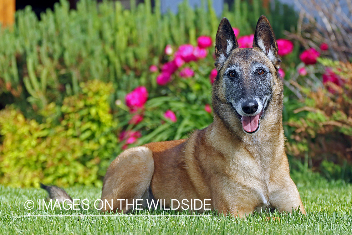 Belgian Shepard Malinois in the garden.