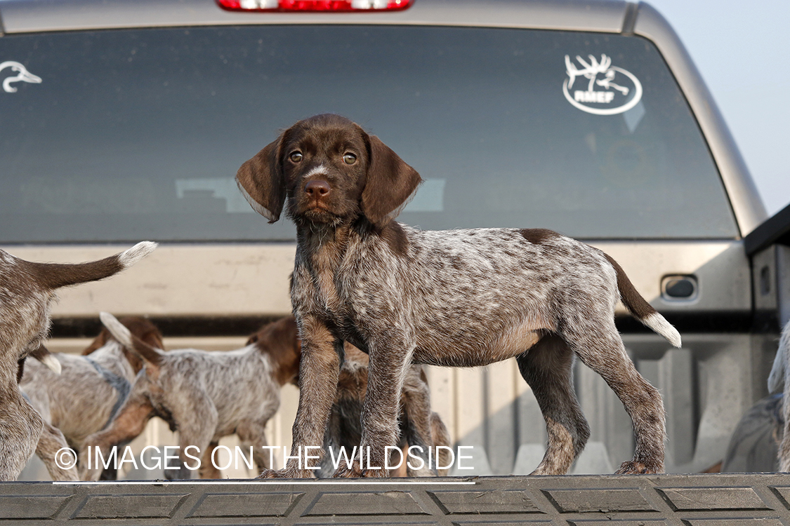 Wirehaired Pointing Griffon puppies in bed of pickup.