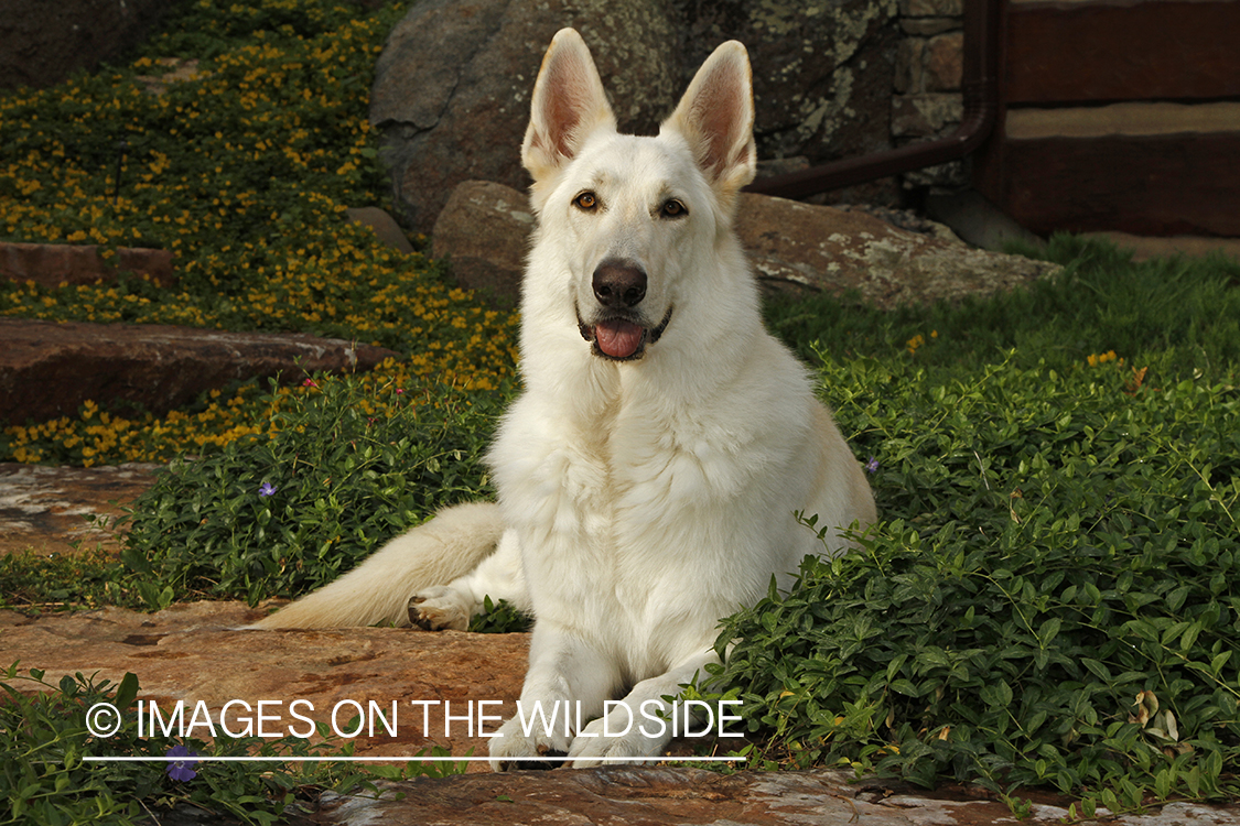 White German Shepherd