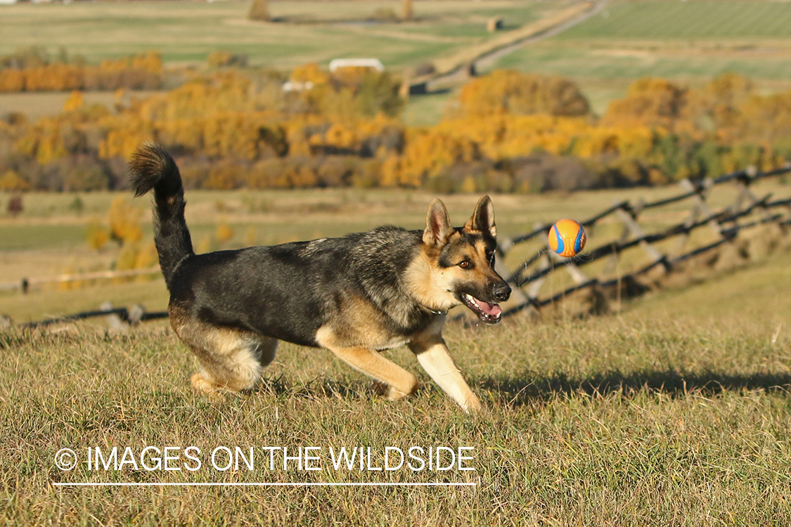 German Shepherd chasing ball.