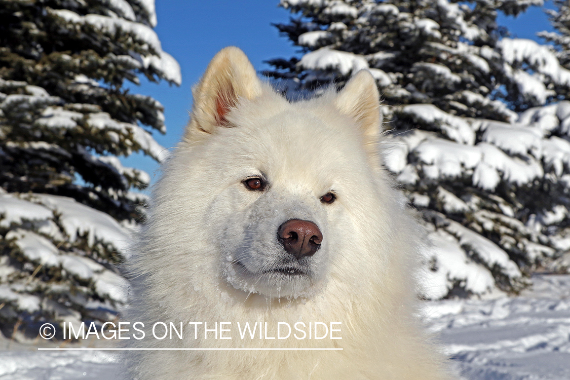 Samoyed in snow.