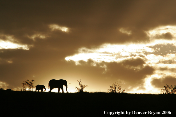African Elephants