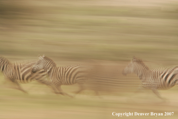 Burchell's Zebra 
