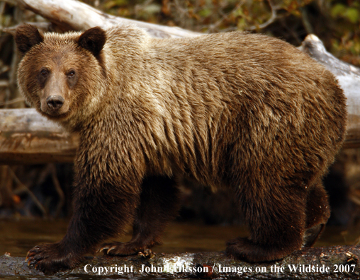 Grizzly/Brown Bear in habitat