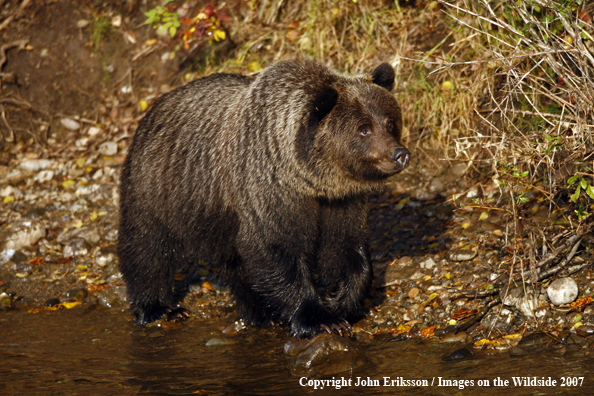 Grizzly bear in habitat