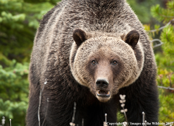 Grizzly Bear in habitat (Original Image #00060-018.27D).