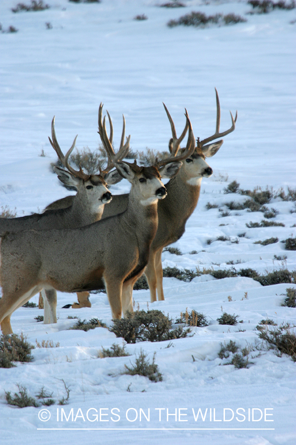 Mule deer in habitat