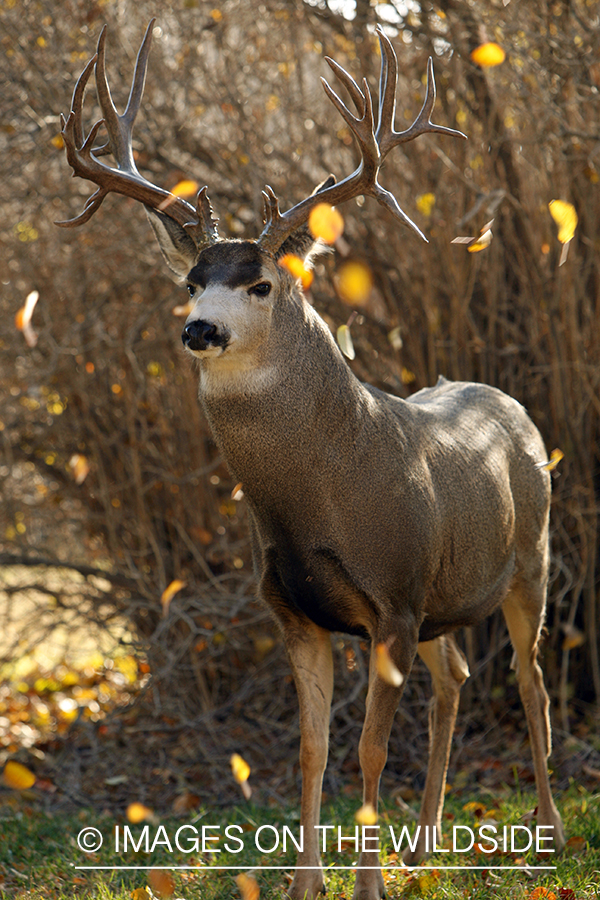 Mule deer 