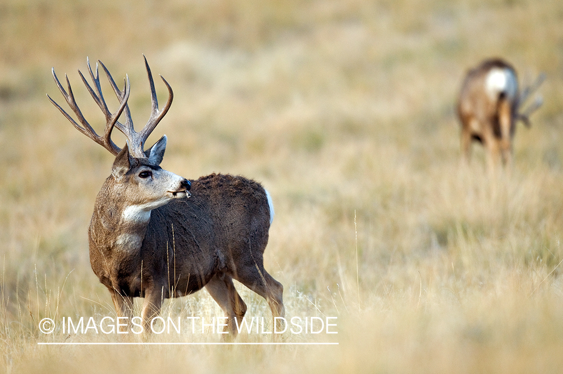 Mule Bucks in Field 