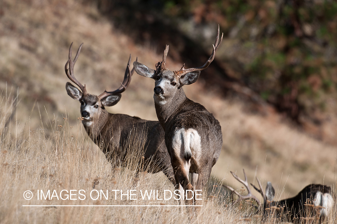 Mule Deer bucks in field.