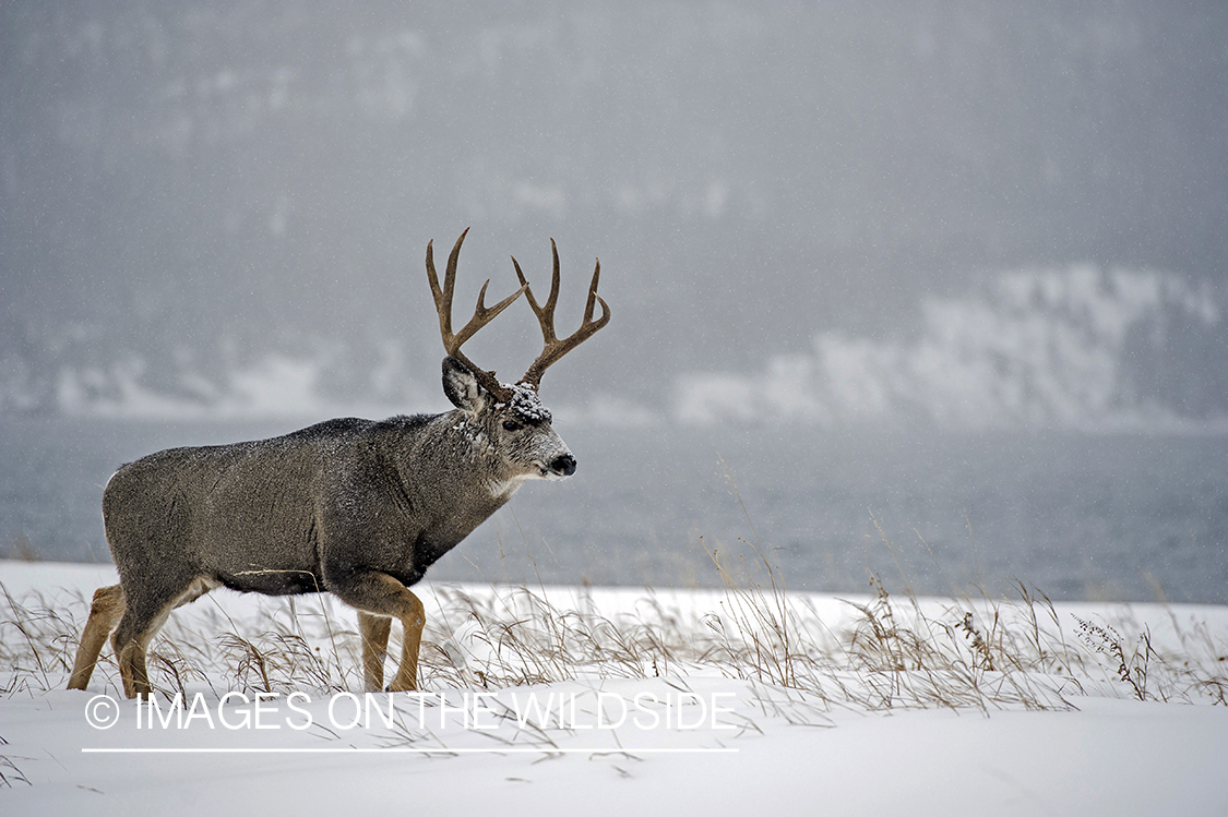 Mule deer buck in winter field.