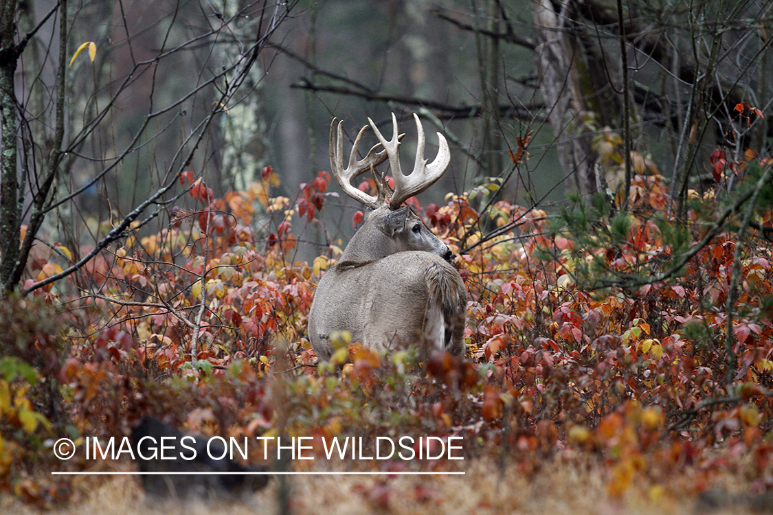 White-tailed buck in habitat.