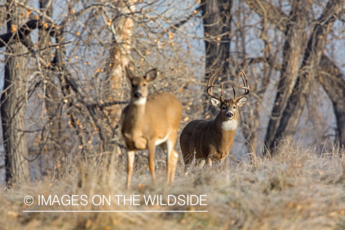 White-tailed buck approaching doe.