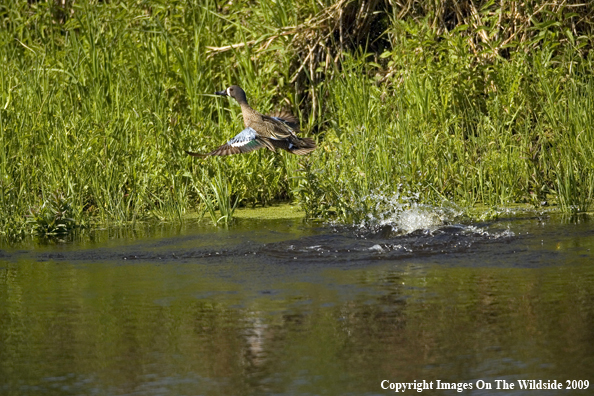 Blue-winged Teal on water