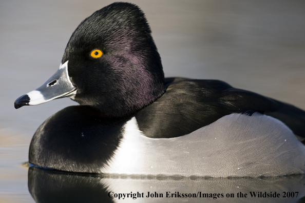 Ring-necked duck