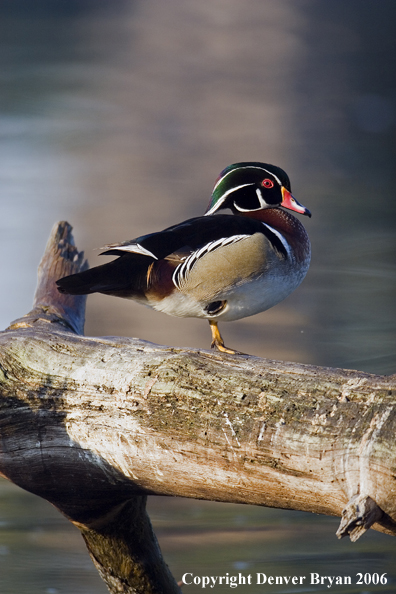 Close-up of a Wood duck drake.