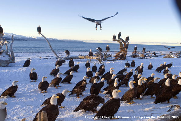 Bald Eagles in winter