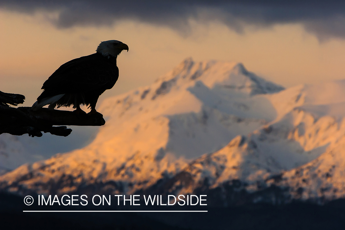 Bald Eagle silhouette overlooking mountainous sunset.