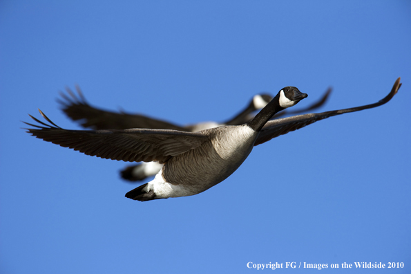 Canadian Geese flying