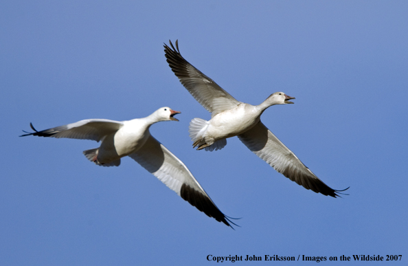 Snow geese in habitat