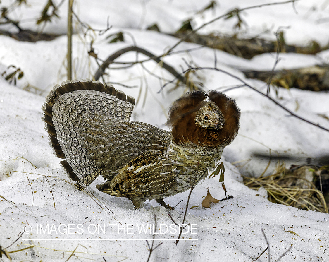Ruffed Grouse