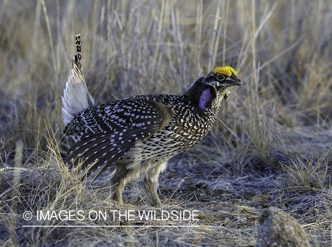 Sharp-tailed Grouse