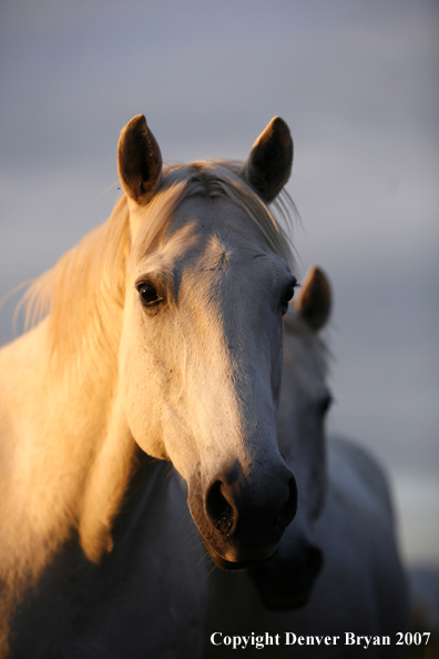 Quarter horses in field
