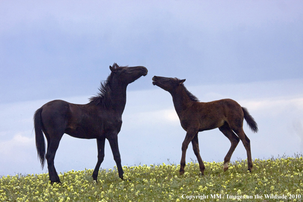Photo taken by Mark Miller